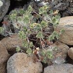 Aeonium goochiae Habit