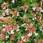 Abelia x grandiflora Flower