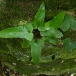 Asplenium sagittatum Natur