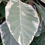 Nicotiana tomentosa Folha