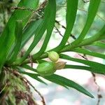 Dichaea trulla Плод
