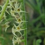 Heliotropium zeylanicum Flower
