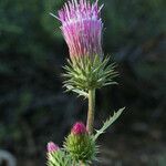 Cirsium andersonii Flor