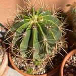 Ferocactus histrix Leht