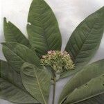 Ardisia opegrapha Other