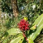 Cheilocostus speciosus Blüte