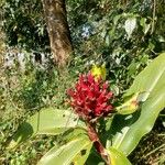 Cheilocostus speciosus Fiore