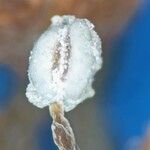 Hydrangea macrophylla Flower