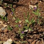 Legousia hybrida موطن