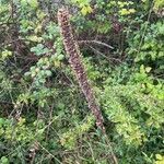 Verbascum thapsus Fruit