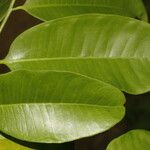 Aspidosperma megalocarpon Leaf