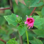 Malva trimestris 花