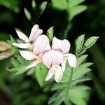 Ornithopus sativus Lorea