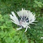 Centaurea cheiranthifolia Blodyn