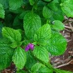 Stachytarpheta indica Leaf