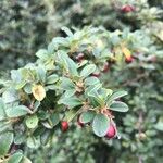 Cotoneaster cochleatus Meyve