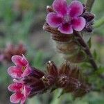 Anchusa officinalis Квітка