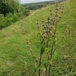 Phlomoides tuberosa Habitus