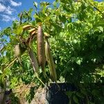 Campsis radicans Fruit