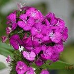 Dianthus barbatus অভ্যাস