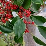 Ilex rotunda Leaf