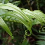 Blechnum orientale Folha