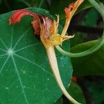 Tropaeolum minus Flor