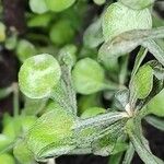 Corokia cotoneaster Folha