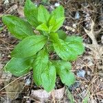 Solidago hispida Frunză