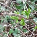 Salix myrsinifolia Liść