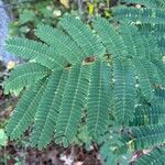 Solidago petiolaris Leaf