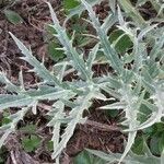 Cynara cardunculus Leaf