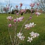 Magnolia × soulangeanaÕis