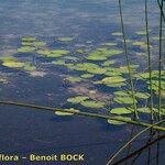 Nuphar pumila Other