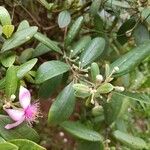 Rhodomyrtus tomentosa Leaf