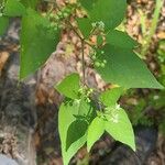 Solanum scabrum Levél