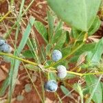 Smilax goyazana Fruit