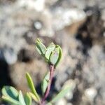 Globularia alypum Leaf