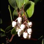 Arctostaphylos manzanita Flor