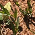 Polygala comosa Blad