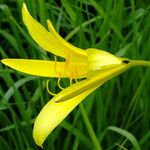 Hemerocallis citrina Цветок