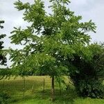 Juglans nigra Libunga