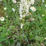 Orchis provincialis Flor