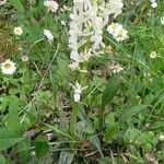 Orchis provincialis Bloem