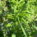 Solidago altissima Blatt