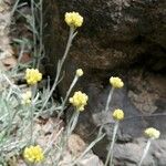 Helichrysum orientale Flower