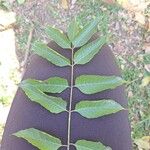 Astronium graveolens Leaf