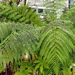 Dicksonia antarctica 葉