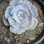 Echeveria lilacinaЛист