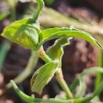 Commelina reptans ഫലം